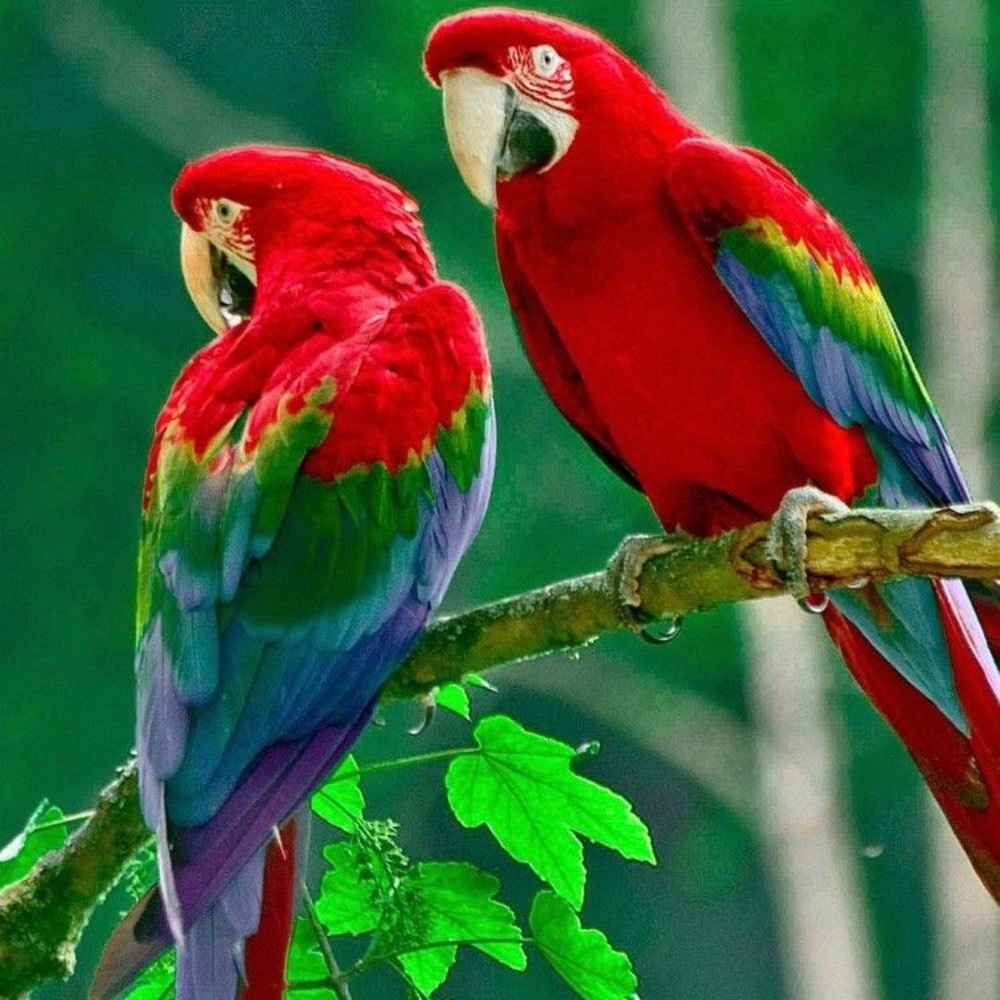 Dazzlingdeals Beautiful Fashion Picks